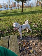 Super lieve labra doodle 2 jaar, Dieren en Toebehoren, Honden | Chihuahua's en Gezelschapshonden, Rabiës (hondsdolheid), Overige rassen