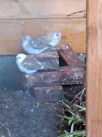 5 jonge bonte diamantduifjes, Dieren en Toebehoren, Vogels | Duiven, Meerdere dieren, Overige soorten