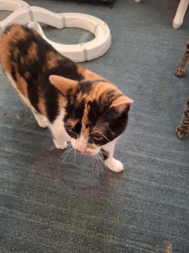 3 poesje en 2 katers een goed thuis gezocht, Dieren en Toebehoren, Katten en Kittens | Overige Katten, Kortharig, Meerdere dieren