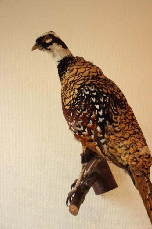 Taxidermie opgezette koningsfazant, Verzamelen, Dierenverzamelingen, Gebruikt, Opgezet dier, Vogel, Ophalen of Verzenden