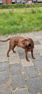 Honden oppas gezocht in huiselijke kring