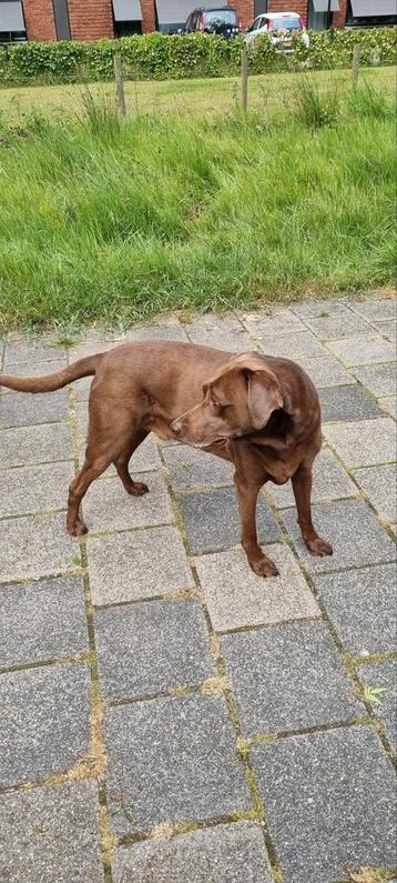 Honden oppas gezocht in huiselijke kring beschikbaar voor biedingen