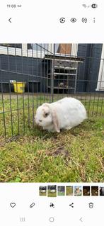 Gratis konijn ophalen met hok eventueel, Dieren en Toebehoren, Knaagdieren en Konijnen | Hokken en Kooien, Zo goed als nieuw, Konijn