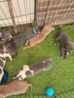 American Stafford pups met een beetje pitbull XL, Dieren en Toebehoren, Rabiës (hondsdolheid), 8 tot 15 weken, American Staffordshire Terriër