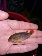 Mbuna, Vis, Zoetwatervis