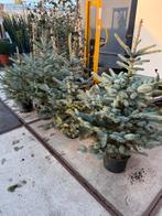 Blauw sparren in pot hoog 125cm milieu vriendelijk 19,95 pst, Tuin en Terras, Bloeit niet, Halfschaduw, Overige soorten, 100 tot 250 cm