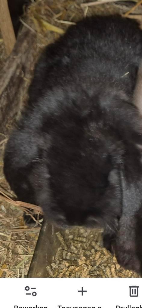 Franse hangoor voedster  november 2025, Dieren en Toebehoren, Konijnen, Groot, Vrouwelijk, 0 tot 2 jaar, Hangoor