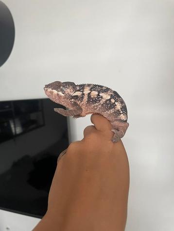 Furcifer pardalis ambanja 0.1 dame beschikbaar voor biedingen