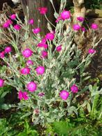 Prikneus / Silene Coronaria, Ophalen, Zomer, Overige soorten, Volle zon