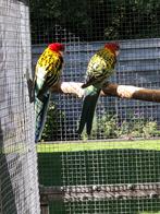 Te koop rosellas, Dieren en Toebehoren, Vogels | Parkieten en Papegaaien, Meerdere dieren, Parkiet, Geringd