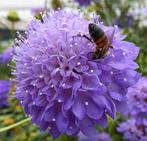 Duifkruid Lavendel blauw zaden, Ophalen of Verzenden, Voorjaar, Volle zon, Zaad