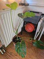 Jonge Monstera Deliciosa - 10 euro, Overige soorten, Vaste plant, Ophalen of Verzenden, Bloeit niet