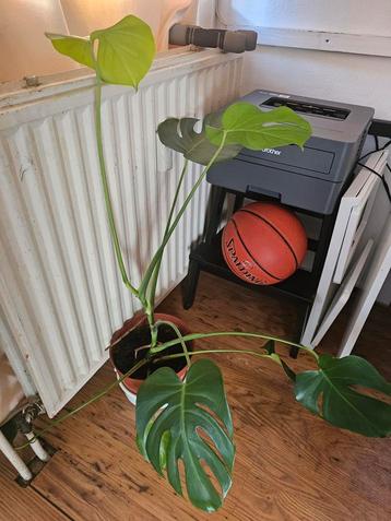 Jonge Monstera Deliciosa - 10 euro beschikbaar voor biedingen