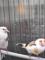 Te koop Majoor Bonte Witkop +Eagle Head, Dieren en Toebehoren, Vogels | Overige Vogels, Mannelijk, Wildzangvogel, Geringd