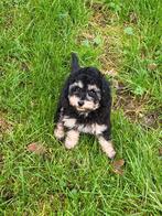 Dwerg / Toy poedel Black&Fawn FCI stamboom en ouders gekeurd, Dieren en Toebehoren, Honden | Chihuahua's en Gezelschapshonden