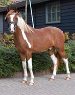 Aparte D pony met potentie, Dieren en Toebehoren, Pony's, Ruin, D pony (1.37m tot 1.48m), Gechipt, 3 tot 6 jaar