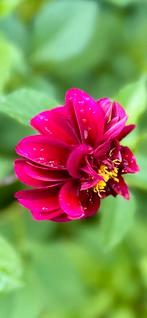 Dahlia 41, Ophalen, Zomer, Overige soorten, Volle zon