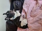 Franse buldog gestroomd met wit, Dieren en Toebehoren, Honden | Bulldogs, Pinschers en Molossers, 6 jaar of ouder, België, Particulier