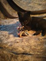Lieve pomeriaan pups., Keeshond, 8 tot 15 weken, CDV (hondenziekte), Meerdere