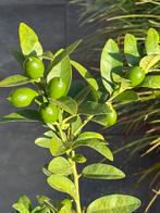 Prachtige mini citrus limequat boompje vol vruchten!!, Tuin en Terras, Planten | Fruitbomen, Ophalen, Minder dan 100 cm, Volle zon