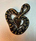 Jonge Python, Ballpython, Koningspython, Python Regius, Slang, 0 tot 2 jaar
