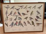 Schilderij vogels, Antiek en Kunst, Kunst | Tekeningen en Foto's, Ophalen