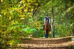 Weidegang / paddock paradise / Rusthuis, Dieren en Toebehoren, Stalling en Weidegang, 2 of 3 paarden of pony's, Weidegang