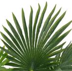 Kunstplant kamerplant palmboom 70 cm GRATIS BEZORGD!, Huis en Inrichting, Woonaccessoires | Kunstplanten en Kunstbloemen, Verzenden