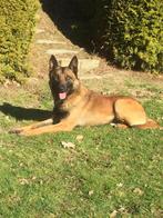 Mooie Mechelse forse dekreu, Dieren en Toebehoren, 6 jaar of ouder, Rabiës (hondsdolheid), Reu, Eén hond