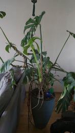 Monstera, Huis en Inrichting, Overige soorten, Halfschaduw, Ophalen