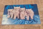 Vier kittens op een rij, Verzamelen, Ansichtkaarten | Dieren, Verzenden, Ongelopen, Hond of Kat