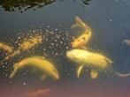 Koi's ruim 45 cm., Dieren en Toebehoren, Karper of Koi