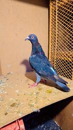 Postduiven, Meerdere dieren, Postduif