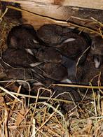 Steen konijnen, Dieren en Toebehoren, Konijnen, Meerdere dieren, Middelgroot