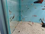 Otocinclus vittatus dwergalgeneter, algeneter, Vis, Zoetwatervis