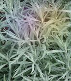 Stekjes Artemisia Ludoviciana Valerie (Westerse Bijvoet), Tuin en Terras, Planten | Tuinplanten, Ophalen, Bodembedekkers, Volle zon