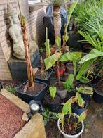 Bananenplant Musa basjoo diverse stekken, Halfschaduw, Vaste plant, Ophalen of Verzenden, Overige soorten