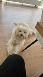Unieke Labradoodle Reu –8 Maanden –Zindelijk & Goed Getraind, Dieren en Toebehoren, Rabiës (hondsdolheid), 15 weken tot 1 jaar