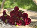 ===> Dahlia knollen dark spirit <===, Tuin en Terras, Bloembollen en Zaden, Ophalen of Verzenden, Voorjaar, Volle zon, Knol