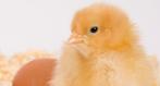 orpington buff groot kuikentjes, Dieren en Toebehoren, Pluimvee, Geslacht onbekend, Kip