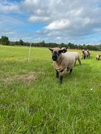 Hampshire Down Ooi, Dieren en Toebehoren, Schapen, Geiten en Varkens, Meerdere dieren, Geit, 3 tot 5 jaar