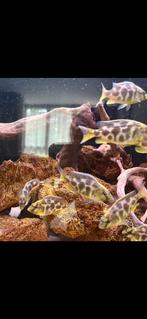 Nimbochromis venustus Malawi Cichliden, Dieren en Toebehoren, Vis