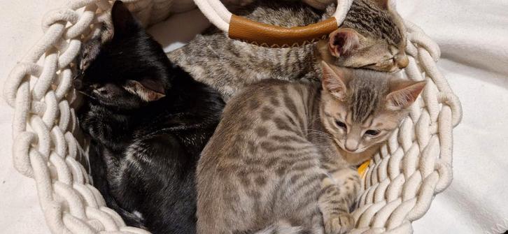 Male kitten 12 weeks old with mask, cape en rosettes, Dieren en Toebehoren, Katten en Kittens | Overige Katten, Kortharig, Kater