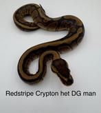 Koningspython Python Regius Redstripe Crypton het DG man, Slang, 0 tot 2 jaar