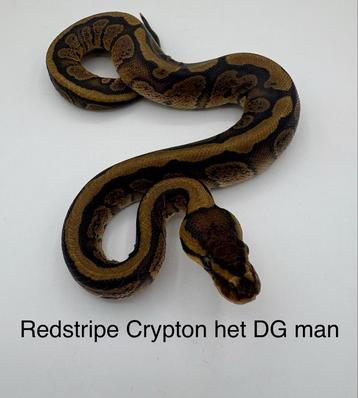 Koningspython Python Regius Redstripe Crypton het DG man beschikbaar voor biedingen
