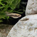 Heterandria formosa, Dieren en Toebehoren, Vis