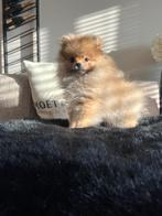 Raszuivere mini Pomeriaan pup, Dieren en Toebehoren, Honden | Poolhonden, Keeshonden en Oertypen, Particulier, Keeshond, Reu, 8 tot 15 weken