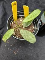 Zeldzame hoya lacunosa 'Moonshine ' nr 1, Huis en Inrichting, Overige soorten, In pot, Minder dan 100 cm, Bloeiende kamerplant