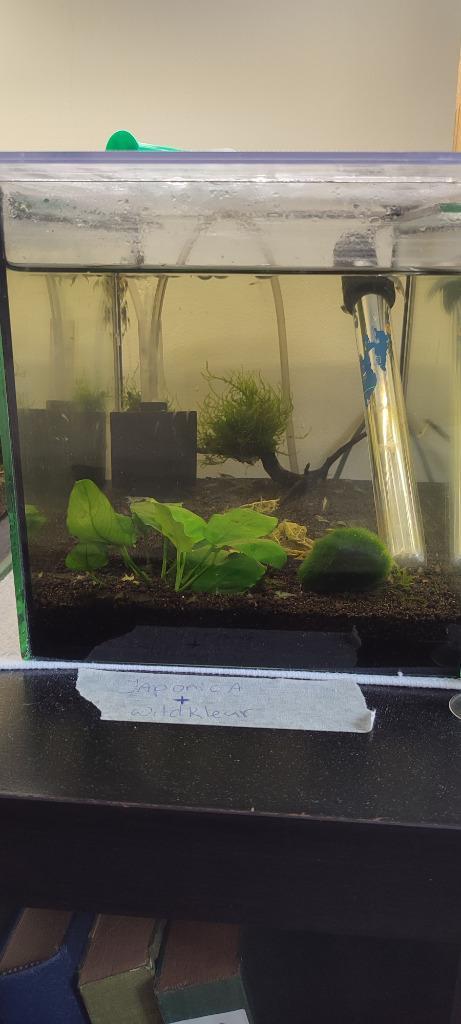 *Te Koop* Verschillende kleuren Garnalen, Dieren en Toebehoren, Vissen | Aquariumvissen, Zoetwatervis, Kreeft, Krab of Garnaal