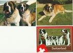 Lotje 4 kaarten St.Bernard Dog Hond, Ongelopen, Verzenden, Hond of Kat